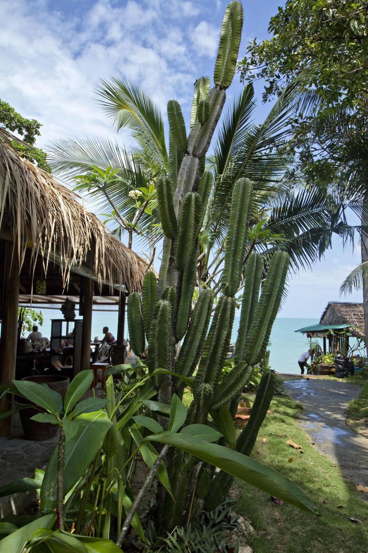 Cactus Bungalow Koh Samui Exterior foto